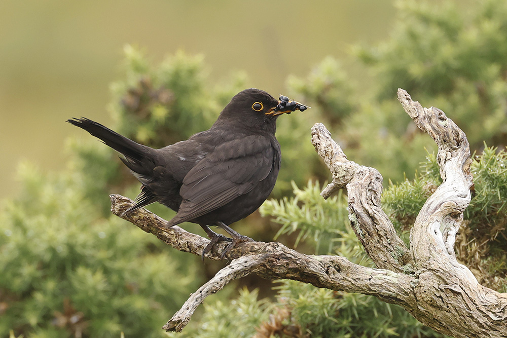 Blackbird by Mick Dryden