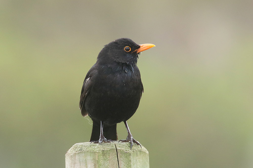 Blackbird by Mick Dryden