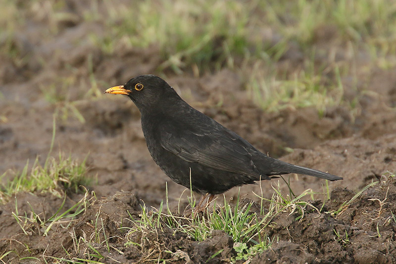 Blackbird by Mick Dryden