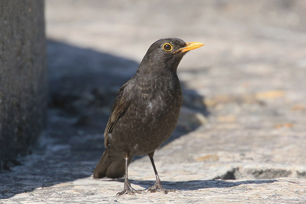 Blackbird by Mick Dryden