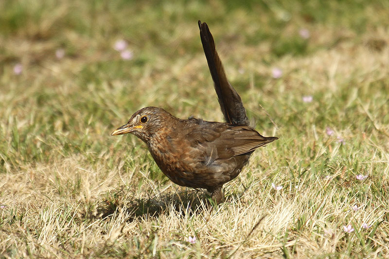 Blackbird by Mick Dryden