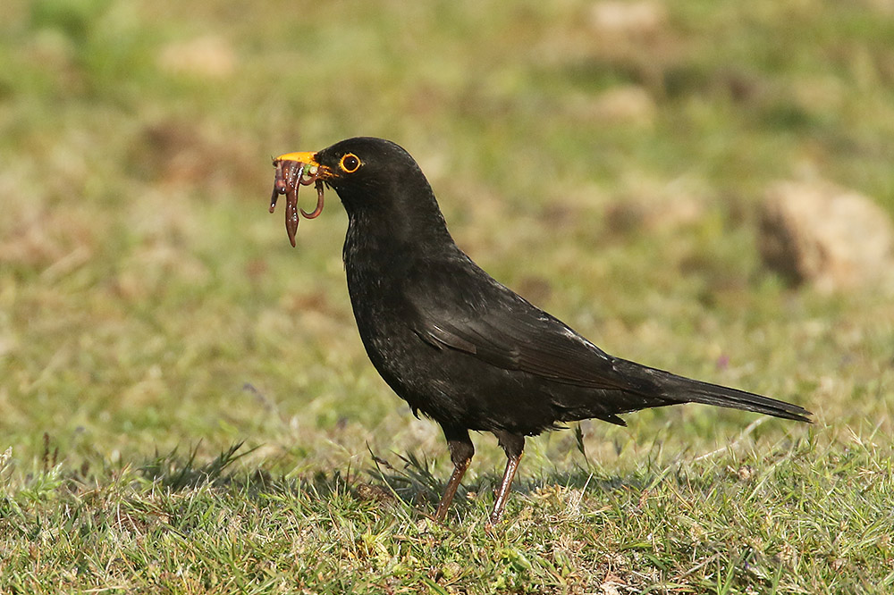 Blackbird by Mick Dryden