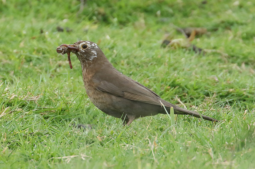 Blackbird by Mick Dryden