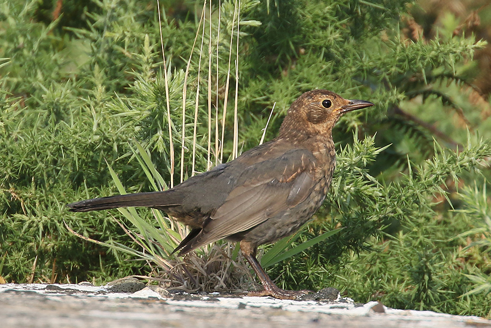 Blackbird by Mick Dryden