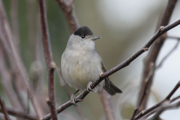 Blackcap by Mick Dryden