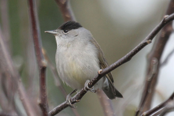 Blackcap by Mick Dryden