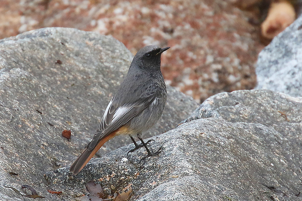 Black Redstart by Mick Dryden