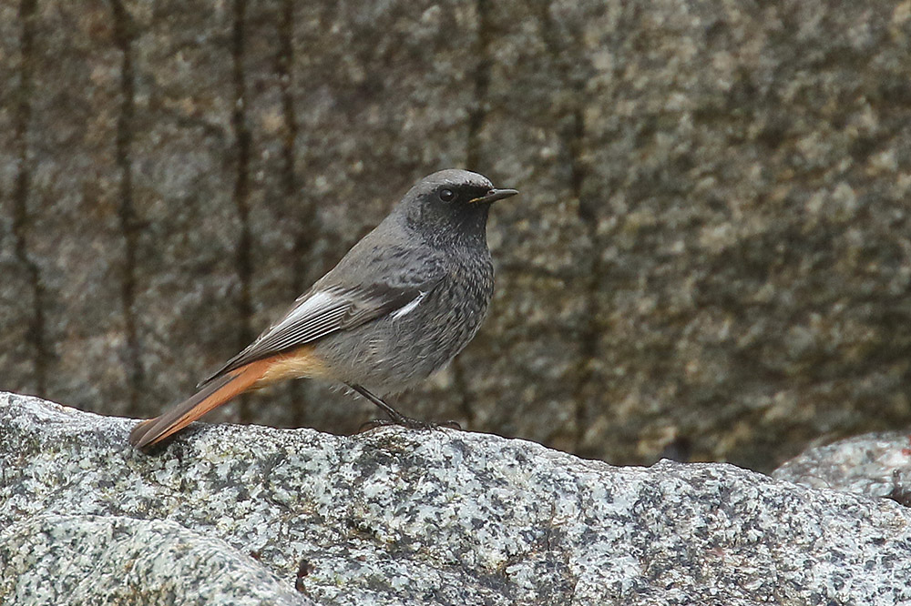 Black Redstart by Mick Dryden