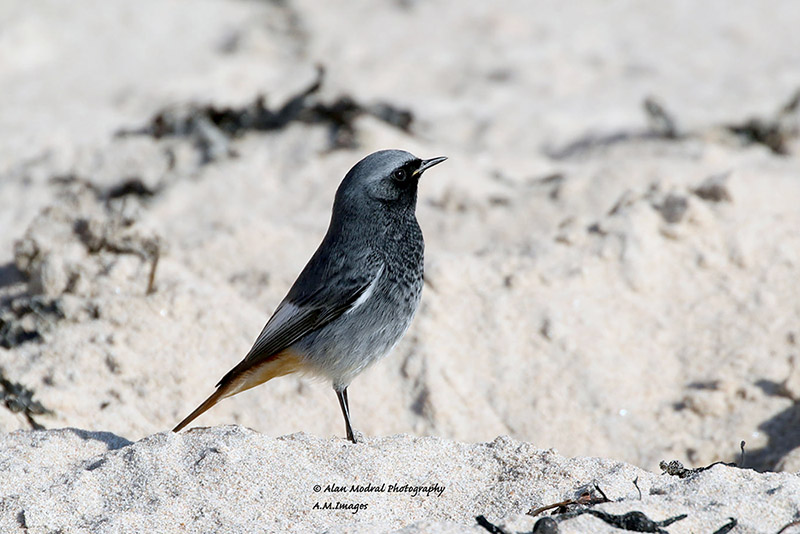 Black Redstart by Alan Modral