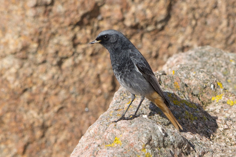 Black Redstart by Trevor Biddle