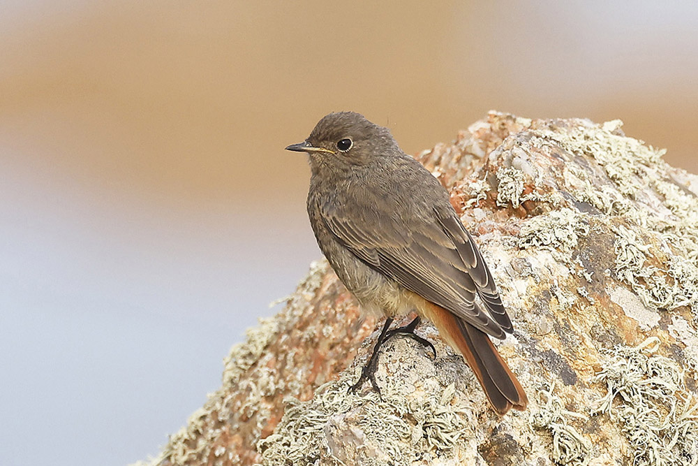 Black Redstart by Mick Dryden
