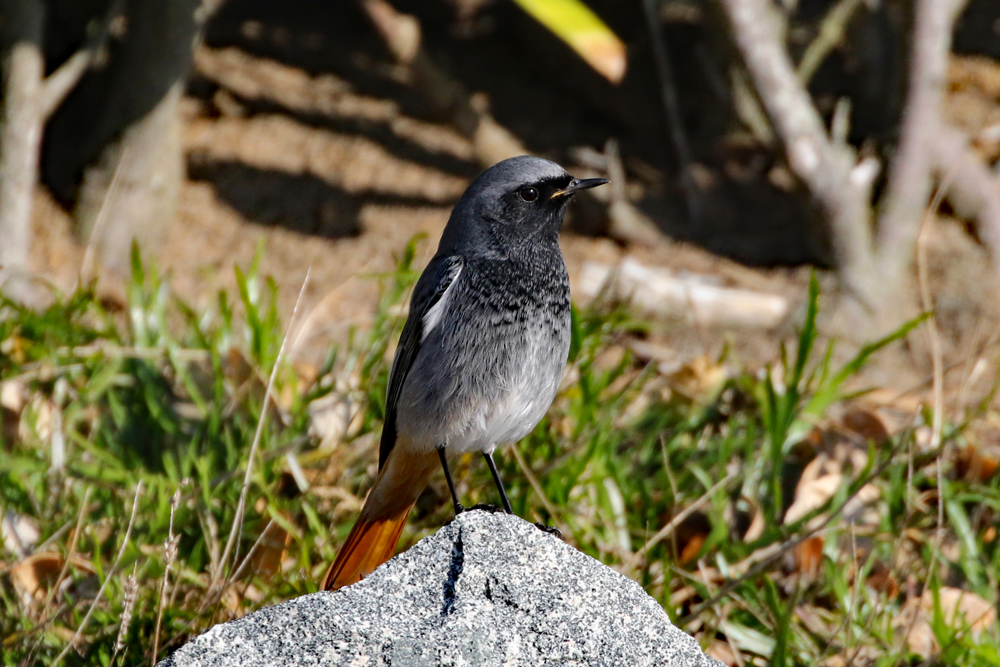 Black Redstart by Alan Modral