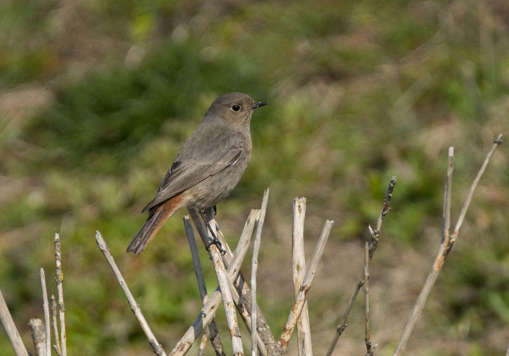 Black Redstart by Bruce Liron