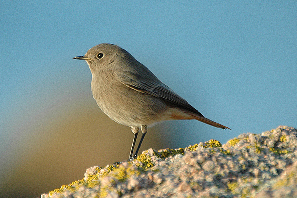 Black Redstart by Romano da Costa