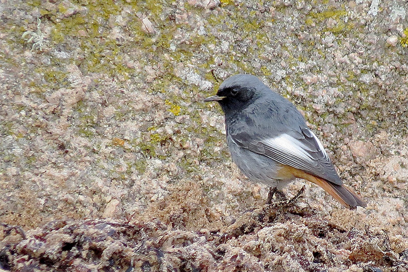 Black Redstart by Alan Gicquel