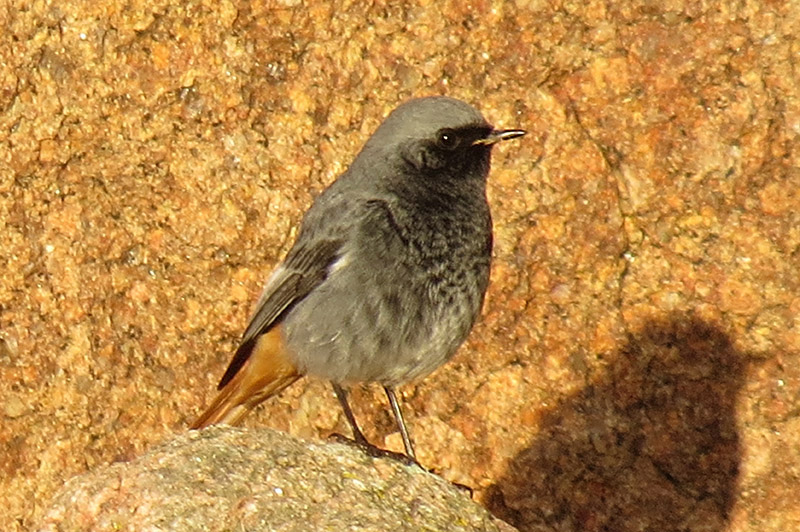 Black Redstart by Alan Gicquel