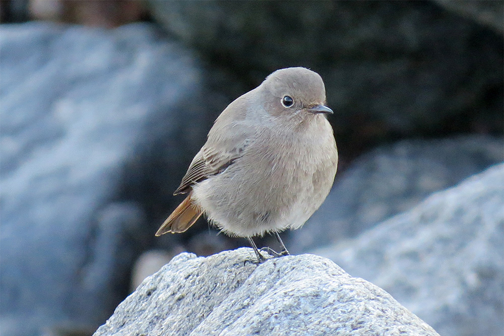 Black Redstart by Alan Gicquel