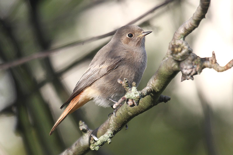 Black Redstart by Mick Dryden