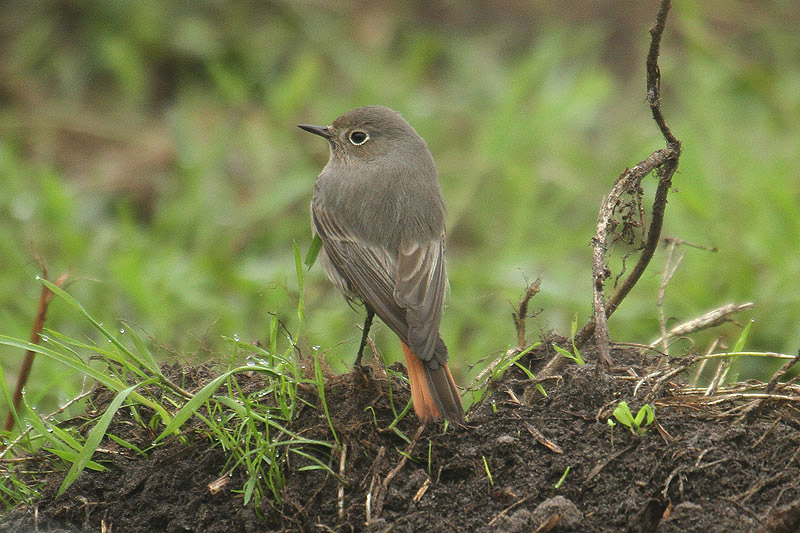 Black Redstart by Mick Dryden