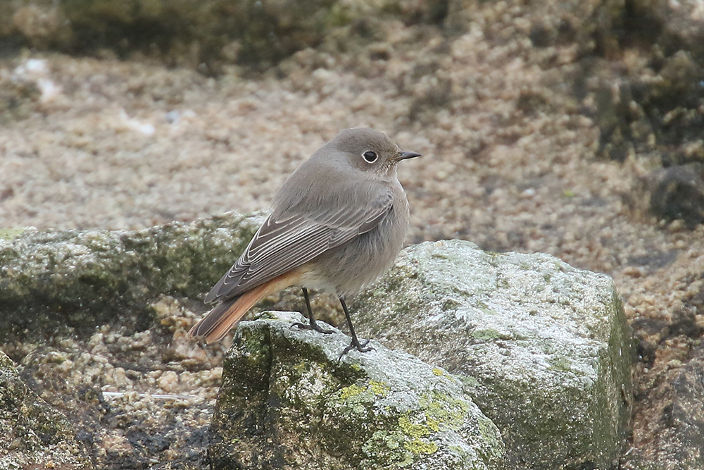 Black Redstart by Mick Dryden