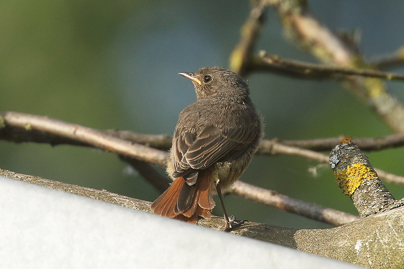 Black Redstart by Mick Dryden