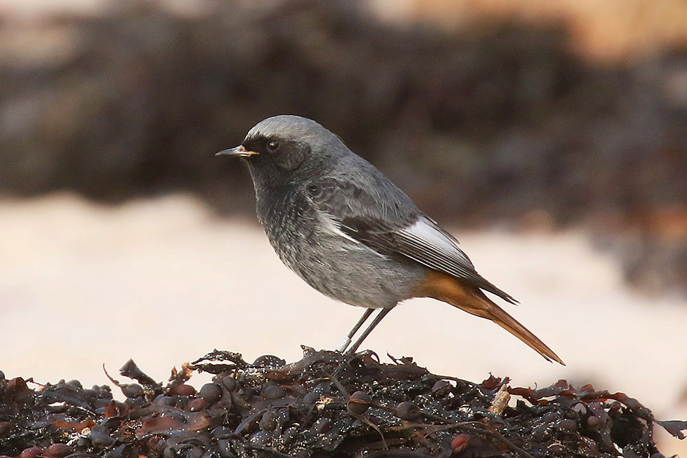Black Redstart by Mick Dryden