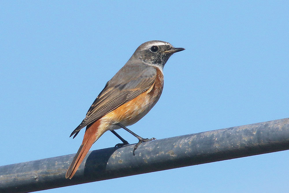 Common Redstart by Mick Dryden