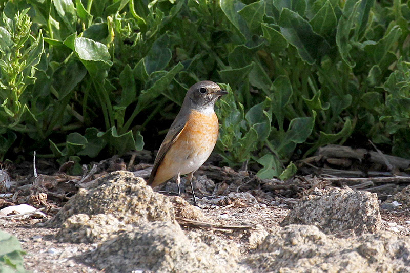 Common Redstart by Richard Gillam