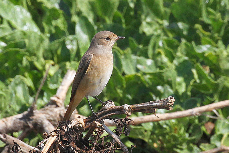 Common Redstart by Richard Gillam