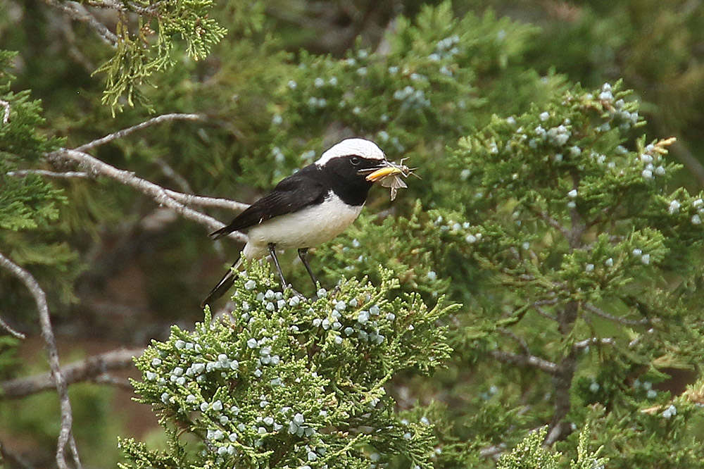 Cyprus Wheatear by Mick Dryden