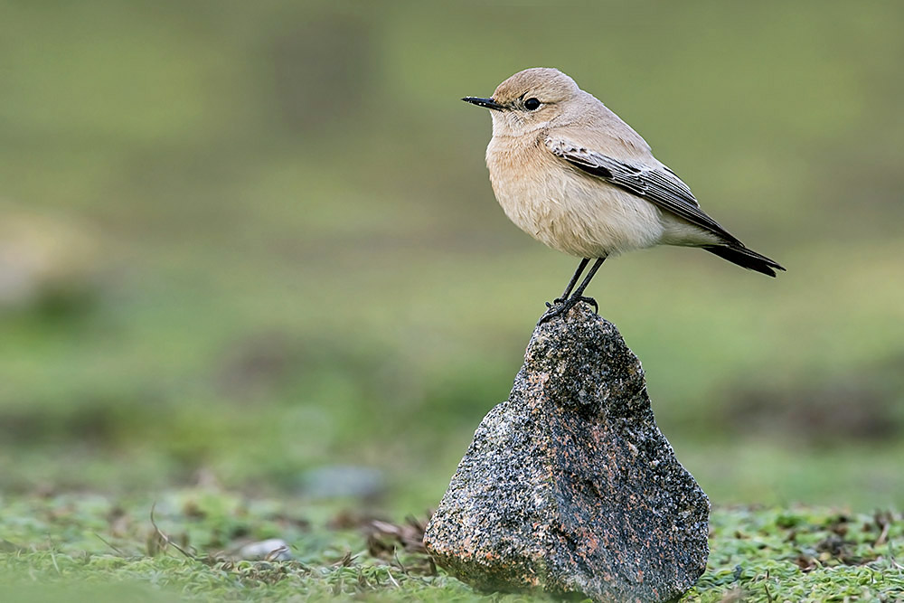 Desert Wheatear by Romano da Costa