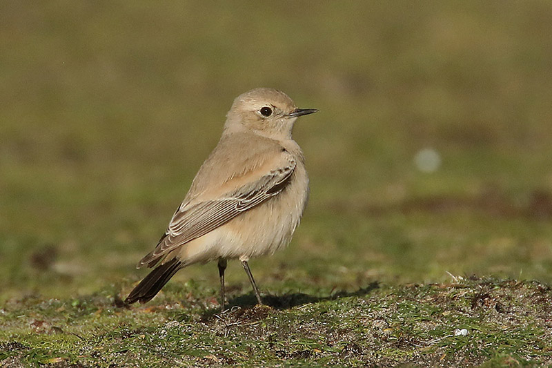 Desert Wheatear by Mick Dryden