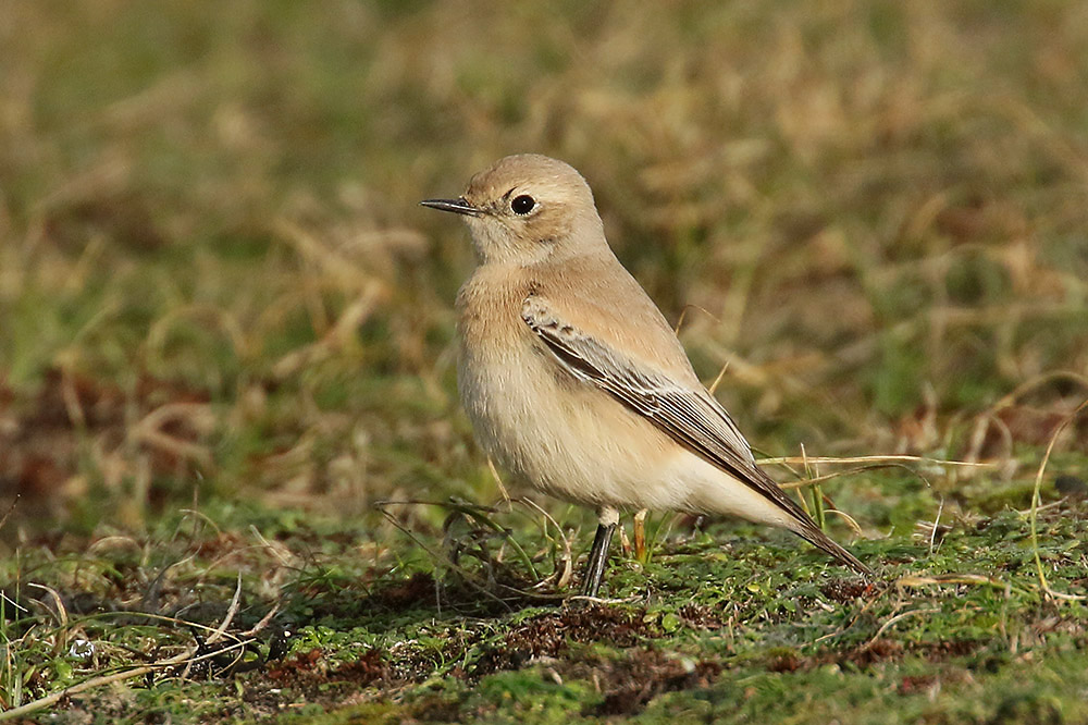 Desert Wheatear by Mick Dryden