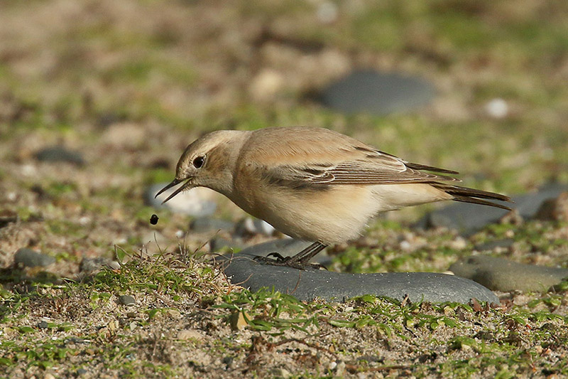 Desert Wheatear by Mick Dryden