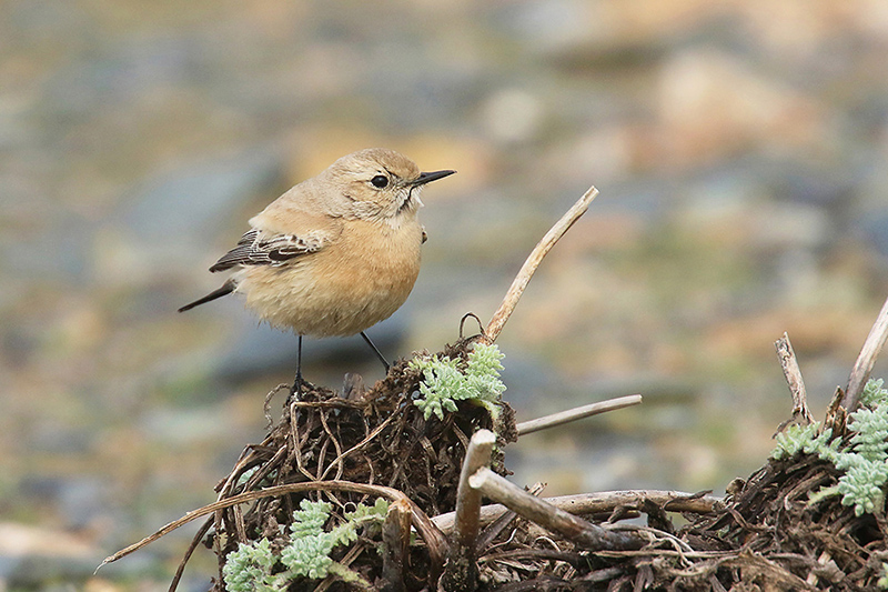 Desert Wheatear by Mick Dryden