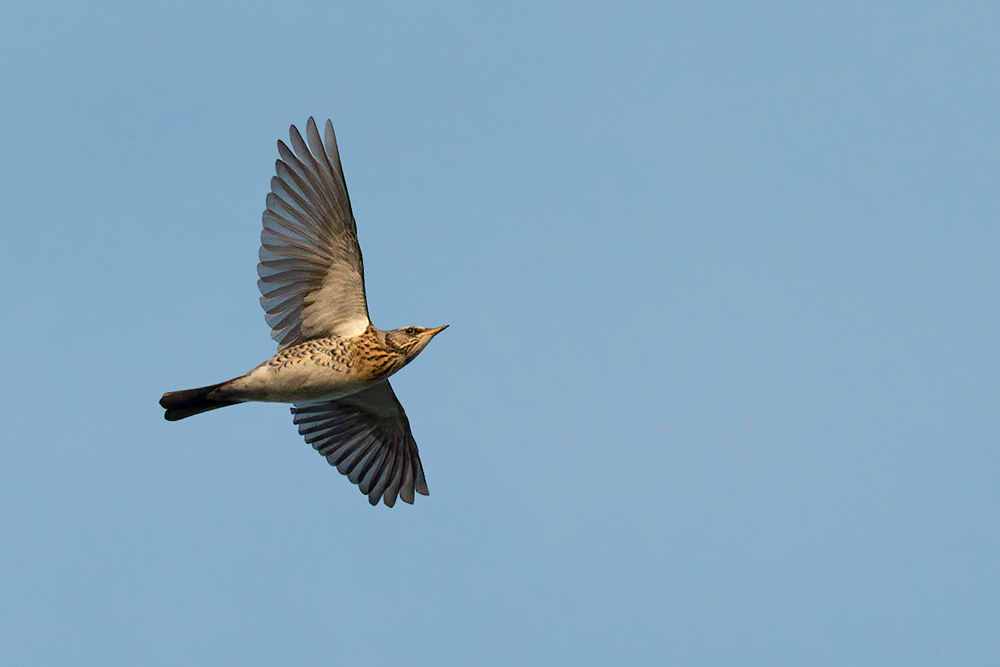 Fieldfare by Romano da Costa