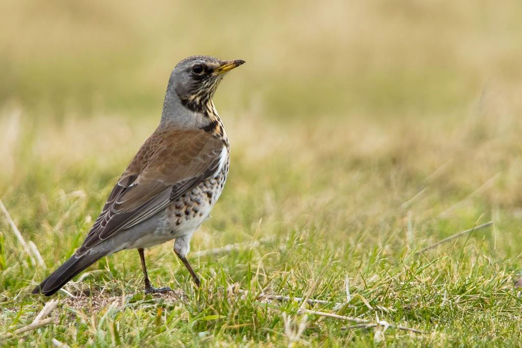 Fieldfare by Romano da Costa