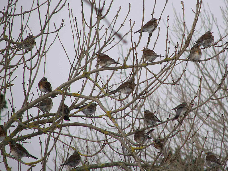 Fieldfares by Alan Gicquel