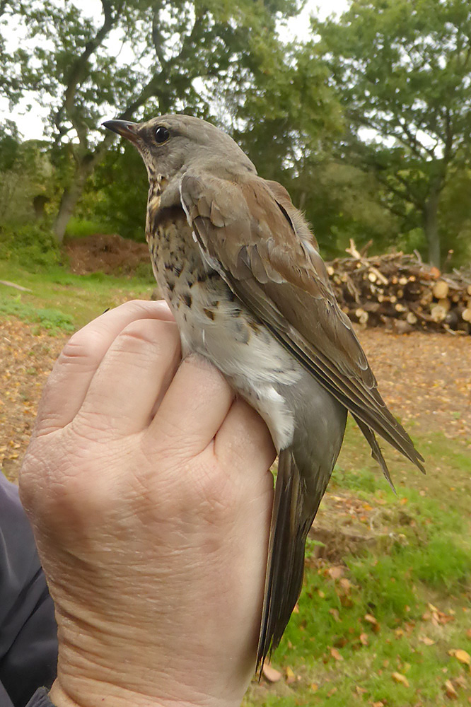 Fieldfare by David Buxton