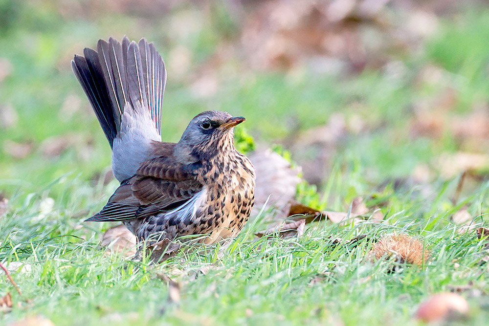 Fieldfare by Romano da Costa