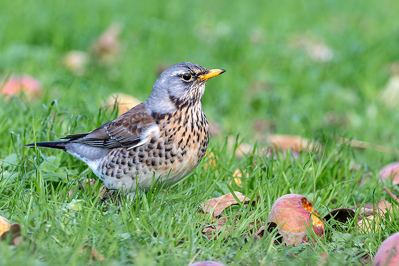 Fieldfare by Romano da Costa