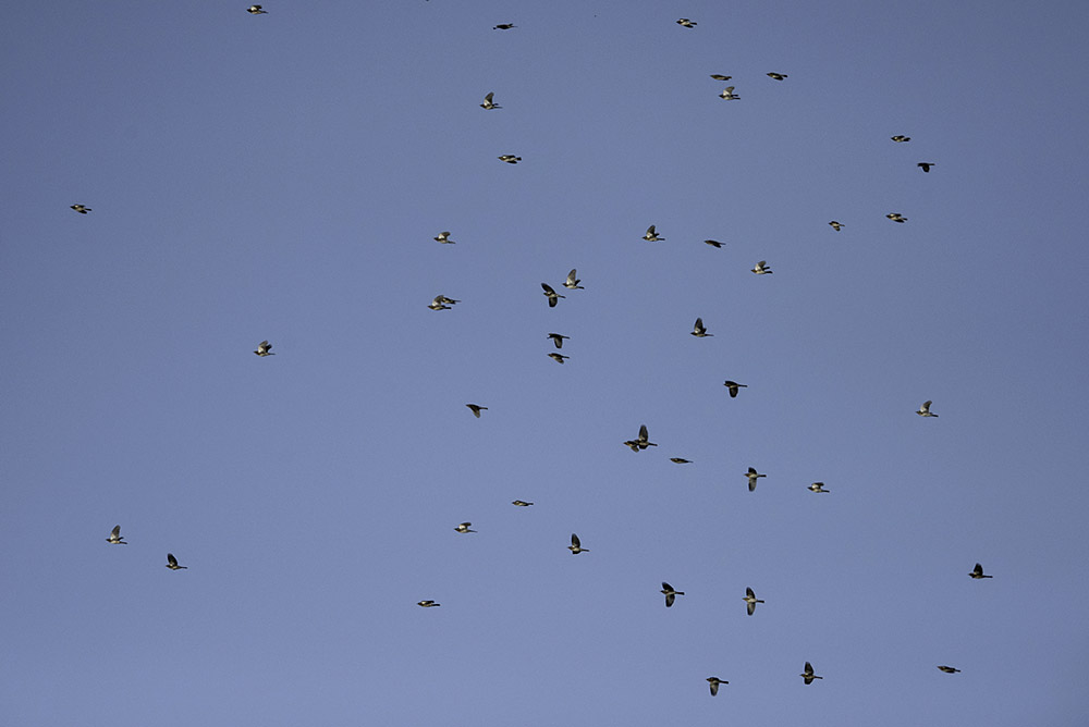 Fieldfares by Romano da Costa