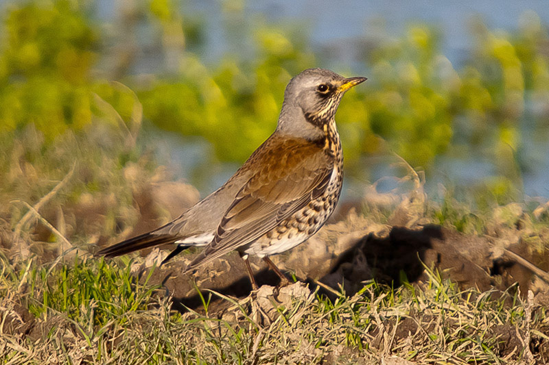 Fieldfare by Romano da Costa