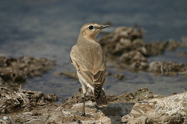 Isabelline Wheatear by Mick Dryden