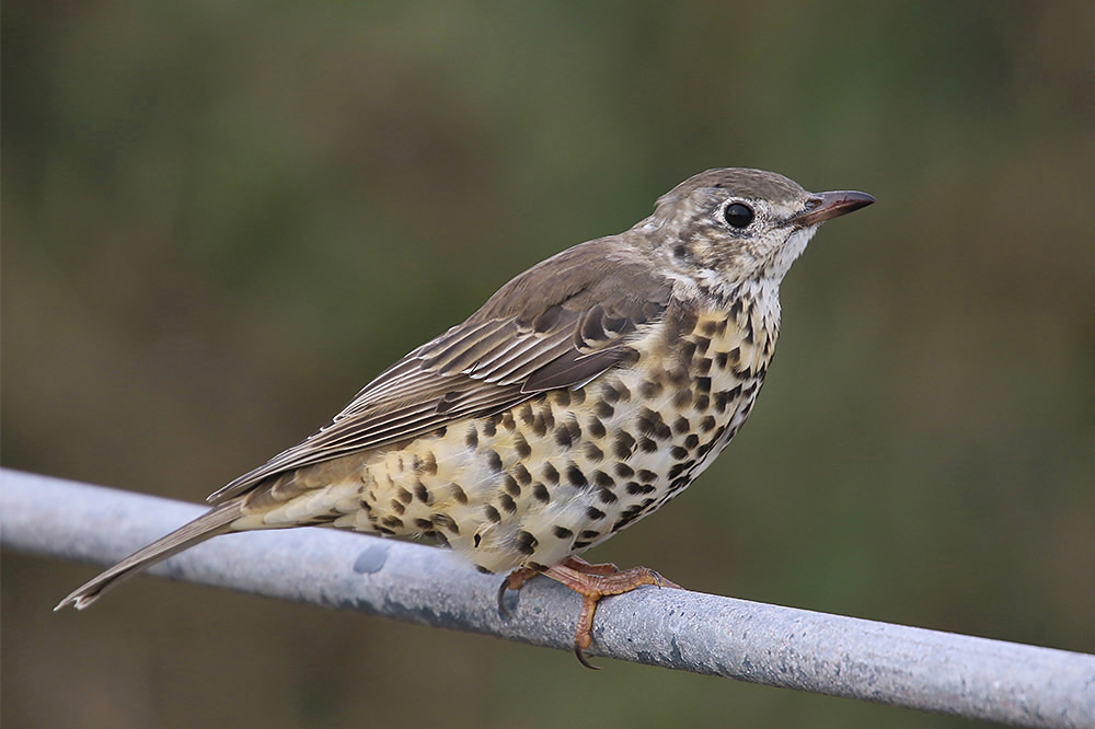 Mistle Thrush by Mick Dryden