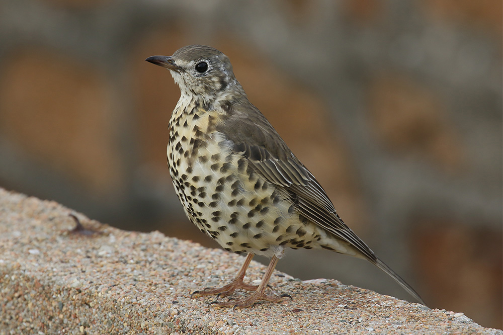 Mistle Thrush by Mick Dryden