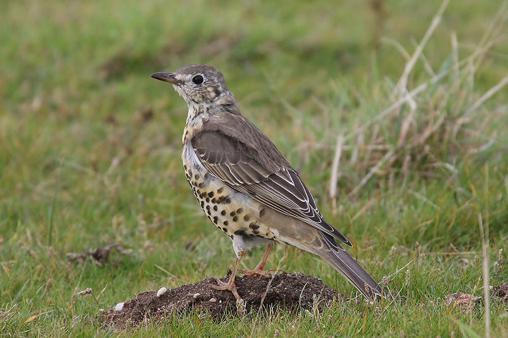 Mistle Thrush by Mick Dryden