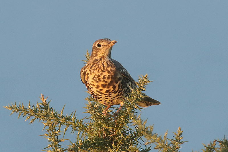 Mistle Thrush by Mick Dryden