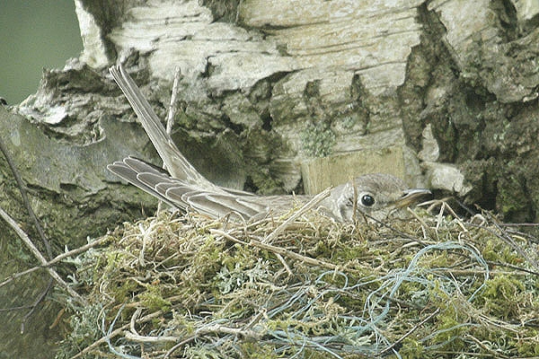 Mistle Thrush by Mick Dryden