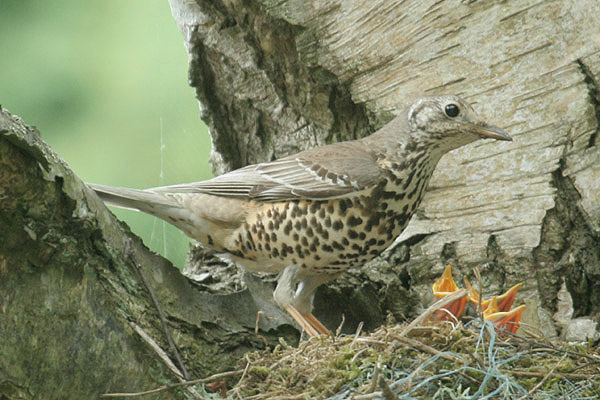 Mistle Thrush by Mick Dryden